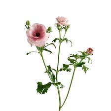Image result for Ranunculus stagnalis