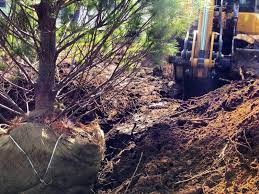 Find out what works well at imperial landscaping from the people who know best. Laelzio Mosca President Owner Imperial Landscaping Masonry Inc Linkedin