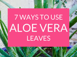 We are dedicated to maintain all health code and government regulations. 7 Ways To Use Aloe Vera Leaves Plus How To Store Them