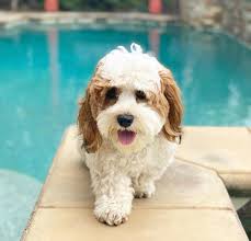 We provide support via email and phone to our existing extended midnight acres family and any potential new families. Havanese Puppies For Sale Home Facebook
