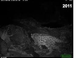 This image shows a leopard sitting in plain sight — but can you spot it? Anu S Tale From Little Cub To Proud Mother Of Triplets Snow Leopard Trust
