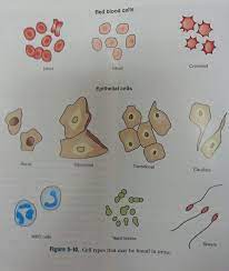 Medical Lab Technician Medical Laboratory Science Medical Laboratory Technician