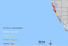 red tide high through monday ami sun