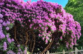 Image result for Rhaptopetalum roseum