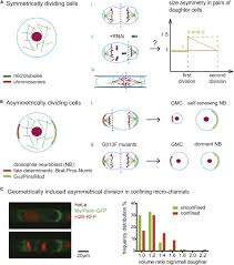 Mitosis has five different stages: Exploring The Function Of Cell Shape And Size During Mitosis Sciencedirect