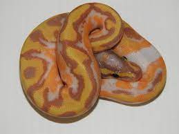 Orange Dream Enchi Banana Pied Het Ghost Ball Python Ball Python Pretty Snakes Ball Python Care