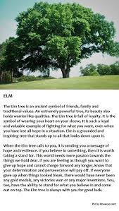 Elm Tree Tree Identification Trees To Plant Tree