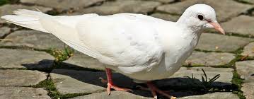 Résultat de recherche d'images pour "colombe blanche"
