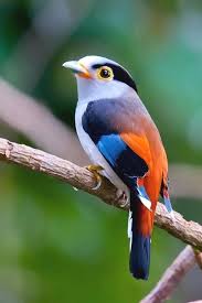 Birds Of A Feather Movie 2018 Birds Eye View Maps Birds Unlimited Feeders For Outside Birds 2018 Birds Of A Feather Wallpaper Bird Colorful Birds Pretty Birds Most Beautiful Birds
