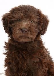 Click on the pictures below to view large versions. Dog Chocolate Labradoodle Puppy Photo Wp39282