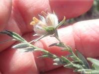 Image result for Anthospermum ammannioides