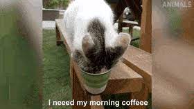 Submitted 7 months ago by realcat89. Latest Funny Cat Gifs Gfycat
