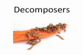 Who Decomposes The Decomposers Wonderopolis All decomposers artwork ships choose your favorite decomposers designs and purchase them as wall art, home decor, phone. who decomposes the decomposers