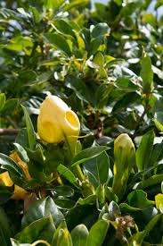 Image result for Solandra maxima