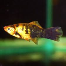 Black And Yellow Fish Freshwater Painted Swordtail Xiphophorus Helleri Buying Paint Freshwater Aquarium Black Paint