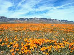 Hd Wallpaper Photography Of Orange Flower Field Wildflower Flora Meadow Wallpaper Flare Flowers wallpapers hd sort wallpapers by: photography of orange flower field