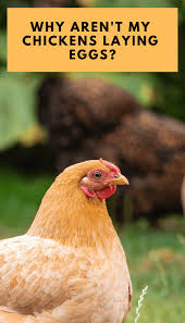 However, it completely depends upon the egg layering breed that you select. Why Aren T My Chickens Laying Eggs Pbs Pet Travel