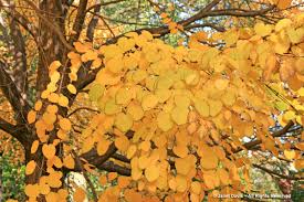 I exchanged several emails asking for small changes to be made in order to personalize my image. Plants That Turn Yellow In Autumn Janet Davis Explores Colour