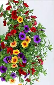 597 users has viewed and downloaded this wallpaper. Don T Wait Life Goes Faster Than You Think Beautiful Flowers Wallpapers Rose Flower Wallpaper Amazing Flowers