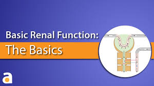 Image result for Renal Function