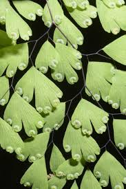 Image result for Adiantum soboliferum