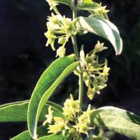 Image result for Vincetoxicum cernuum