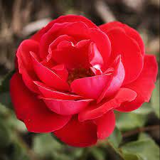 Find images of shrub rose. Super Hero Easy Elegance Rose For Sale Online The Tree Center