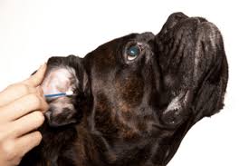 What can i do to help my dog with ear infections? Ask A Vet Can I Treat My Dog S Ear Infection At Home
