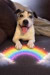 Our sweet girl Luna (Calypso) passed recently. We are still trying to ...