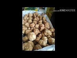 Terfeziaceae الكمأة أو الترفاس أو الفقع Youtube