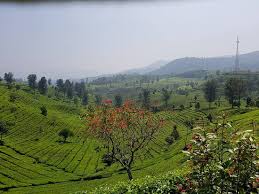 Check spelling or type a new query. Pemandangan Indah Kebun Teh Picture Of Villa Argapuri Bandung Tripadvisor
