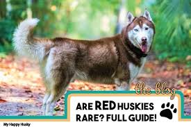 Are Red Huskies Rare The Surprising Facts Photos My Happy Husky