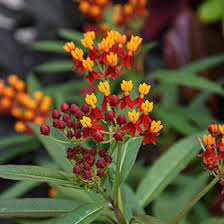 Image result for Asclepias curassavica
