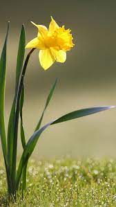 Daffodil Flower Leaf One On Grass Reflections 23676 640x1136 Beautiful Flowers Pictures Daffodils Daffodil Flower