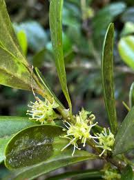 Image result for Buxaceae