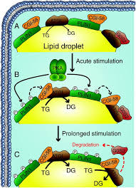 Waldhausl (1) reinhard waldhausl (1) verena waldhausl (1) vera waldhausl (1) robert waldhausl (1) romana waldhausl (1) marianne waldhausl (1) renate waldhausl (1) klaus waldhausl (1). Dissecting Adipose Tissue Lipolysis Molecular Regulation And Implications For Metabolic Disease In Journal Of Molecular Endocrinology Volume 52 Issue 3 2014