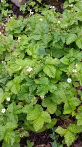 Weeds that look like strawberry plants. Weeds That Look Like Strawberry Plants Pic Bbc Gardeners World Magazine