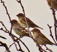 Birds Of Texas Hill Country Pictures Lark Bunting Bird Photography Birds Butterflies Birds