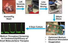 Physiological Biomimetic Culture System For Pig And Human Heart Slices Circulation Research