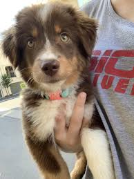 Black And Brown Australian Shepherd Puppy 12 Weeks Old And Ready To Dine On Some Drywall Australianshepherd Australian Shepherd Puppies Australian Shepherd Dogs Aussie Puppies