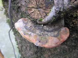 Image result for Phellinus pomaceus