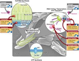 Non-Tuberculous Mycobacteria And The Rise Of Mycobacterium Abscessus |  Nature Reviews Microbiology