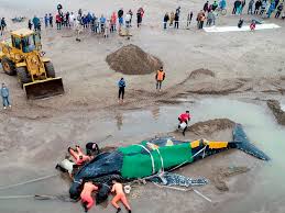 Experts explain why humpback whales are washing up on the East Coast | NCPR  News