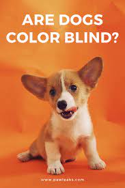 Can Dogs See Color Or Are All Dogs Color Blind Cute Dog Quotes Dog Quotes Happy Dog Quotes