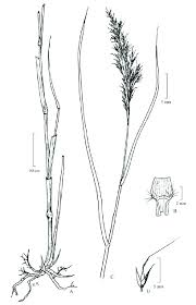 Image result for Arundinella nepalensis