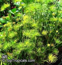 Image result for Cyperus mollipes