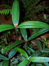 Image result for Mapania