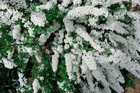Aug 27, 2021 · most varieties are green, but there are also purple, red, yellow, and streaked beans. Spiraea Alpine Meadowsweet Spring Stock Image Colourbox