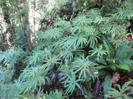 Image result for Sticherus