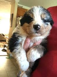 All of our dogs have health and genetic screening and we take pride in their wonderful temperaments as well. 6 Best Australian Shepherd Breeders In North Carolina 2021 We Love Doodles